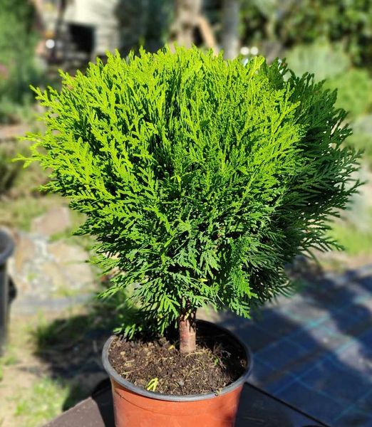 Thuja occidentalis 'Danica' Extra 1,5 lit.